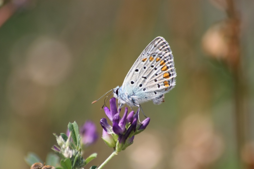 ciclabile Arluno-Boffalora